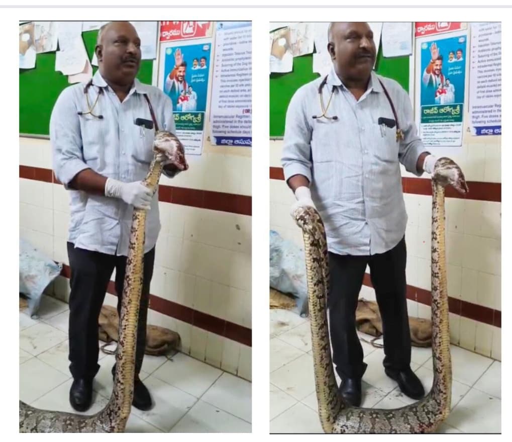 మొక్కజొన్న చేనులో భారీ కొండచిలువ బీభత్సం