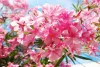 Oleander Flowers : ఆలయాల్లో ఆ పువ్వులను దేవుడి పూజకు వాడొద్దు.. ఆ రాష్ట్ర ప్రభుత్వం సంచలన నిర్ణయం