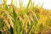 Paddy Crop: వరిని ఎక్కువగా పండించే దేశాలు ఏవో తెలుసా..? భారతదేశం ఎన్నో స్థానంలో ఉంది అంటే?