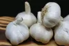 Garlic Health Benefits: వెల్లుల్లిని ఆయుర్వేదంతో ఎందుకు పోలుస్తారు తెలుసా!... వీటి ఉపయోగాలు తెలిస్తే షాకే?