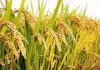 Paddy Crop: వరిని ఎక్కువగా పండించే దేశాలు ఏవో తెలుసా..? భారతదేశం ఎన్నో స్థానంలో ఉంది అంటే?