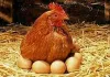 Egg or Chicken: కోడి ముందా గుడ్డు ముందా.. క్లారిటీ ఇచ్చిన శాస్త్ర‌వేత్త‌లు.. ఏమ‌న్నారంటే..