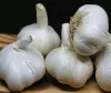 Garlic Health Benefits: వెల్లుల్లిని ఆయుర్వేదంతో ఎందుకు పోలుస్తారు తెలుసా!... వీటి ఉపయోగాలు తెలిస్తే షాకే?