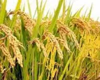 Paddy Crop: వరిని ఎక్కువగా పండించే దేశాలు ఏవో తెలుసా..? భారతదేశం ఎన్నో స్థానంలో ఉంది అంటే?