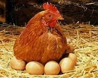 Egg or Chicken: కోడి ముందా గుడ్డు ముందా.. క్లారిటీ ఇచ్చిన శాస్త్ర‌వేత్త‌లు.. ఏమ‌న్నారంటే..