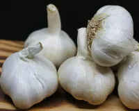 Garlic Health Benefits: వెల్లుల్లిని ఆయుర్వేదంతో ఎందుకు పోలుస్తారు తెలుసా!... వీటి ఉపయోగాలు తెలిస్తే షాకే?