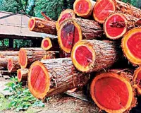 Red Sandalwood: ఎర్రచందనం చెట్టుకు ఎందుకు అంత డిమాండ్!... తెలిస్తే షాక్ అవ్వాల్సిందే?