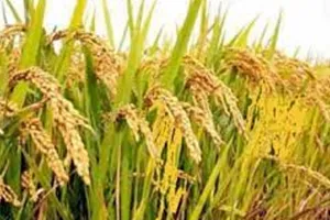 Paddy Crop: వరిని ఎక్కువగా పండించే దేశాలు ఏవో తెలుసా..? భారతదేశం ఎన్నో స్థానంలో ఉంది అంటే?