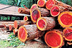 Red Sandalwood: ఎర్రచందనం చెట్టుకు ఎందుకు అంత డిమాండ్!... తెలిస్తే షాక్ అవ్వాల్సిందే?