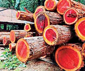 Red Sandalwood: ఎర్రచందనం చెట్టుకు ఎందుకు అంత డిమాండ్!... తెలిస్తే షాక్ అవ్వాల్సిందే?