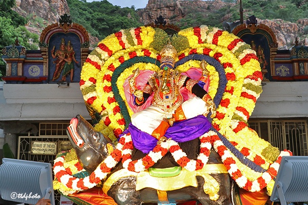 తిరుమలలో ఘనంగా శ్రీవారి బ్రహ్మోత్సవాలు.. భక్తులను ఆకట్టుకున్న చిన్నశేష వాహనసేవ